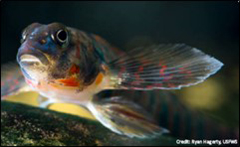 Candy darter 1 <br><h6><strong>Candy Darter Preservation and Restoration</strong></h6>This Hub site relates the remnant distribution of this endangered species to environmental context and proposed land management projects, providing a framework for oversight of agency responses to requirements of the Endangered Species Act. <br><br><h6><a href="https://conservation-abra.hub.arcgis.com/pages/8efdcf211f9d49338309ae5763c4d0a7">Online Here</a></h6>